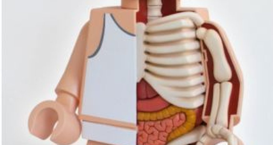 Stripped to the bone - PHOTO