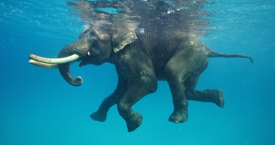 Animals take a swim - PHOTO