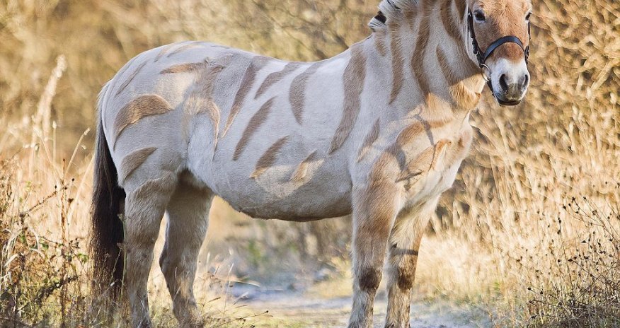 Pony resembles a ZEBRA after having shapes shaved into coat and mane - PHOTO