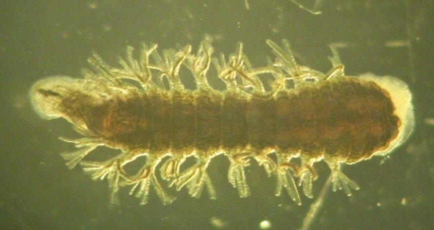 This 'Super Leech' Can Survive At -320 Degrees