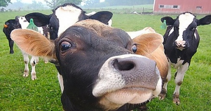 Man accused of performing sex acts with cow and sheep