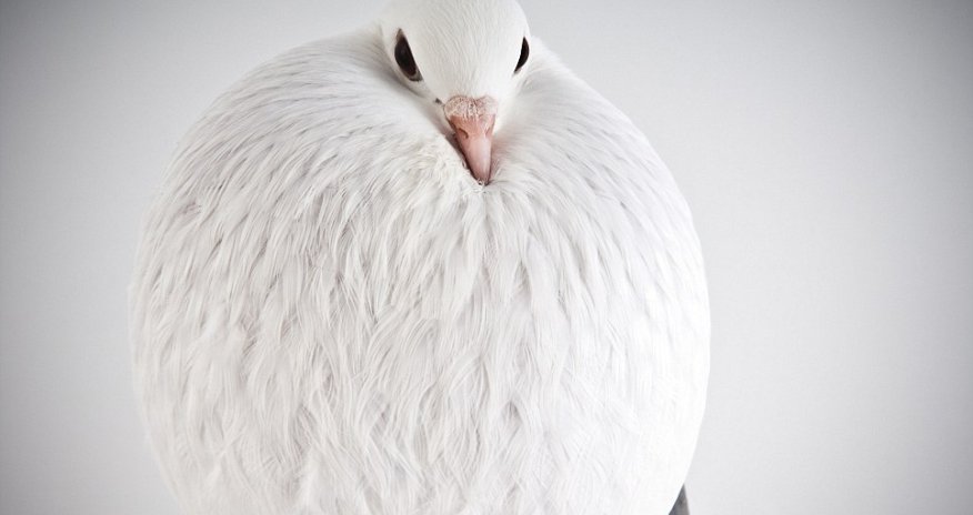 Here are some pigeons modelling, just because - PHOTO