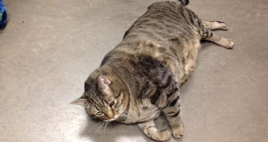 Fat cat needs a home