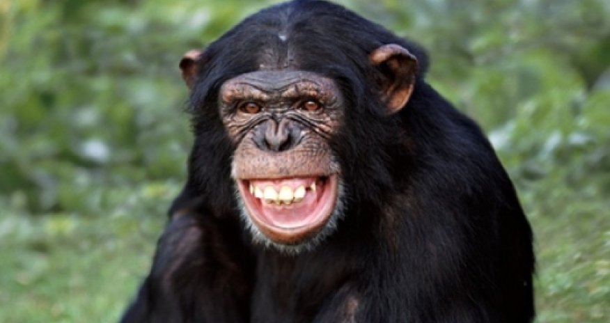 Humans are more than clever apes?