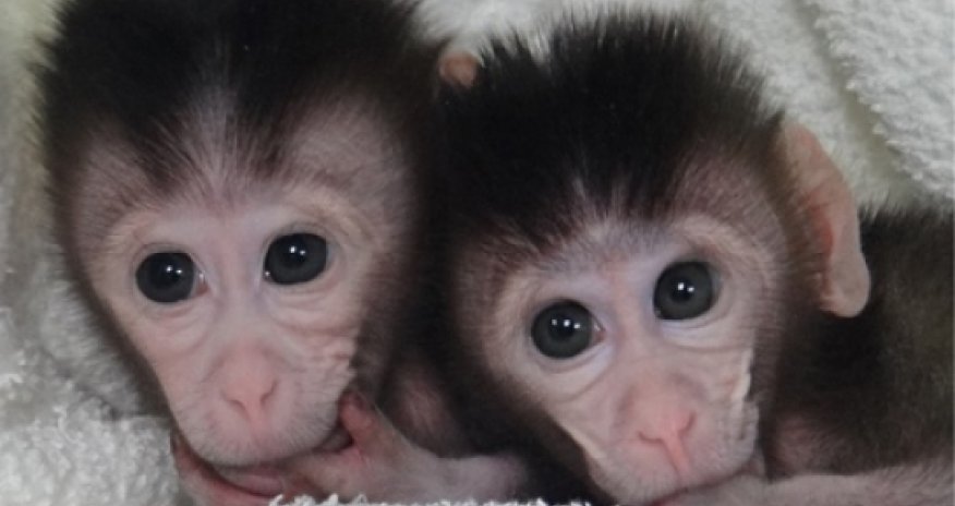 Genetically modified monkeys created with cut-and-paste DNA
