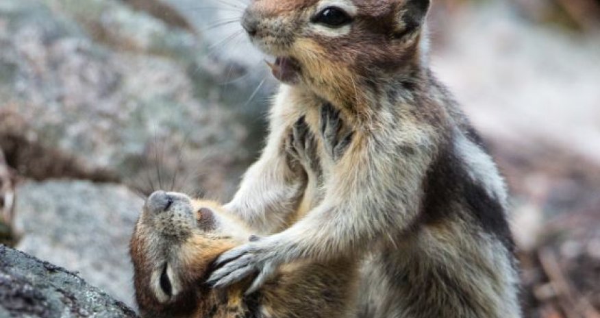 Why you little! - PHOTO