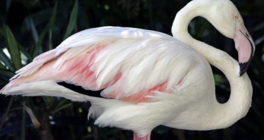 World's oldest flamingo dies aged 83