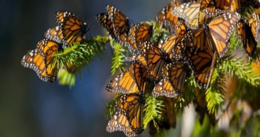 Monarch Butterfly Populations Hit Record-Low