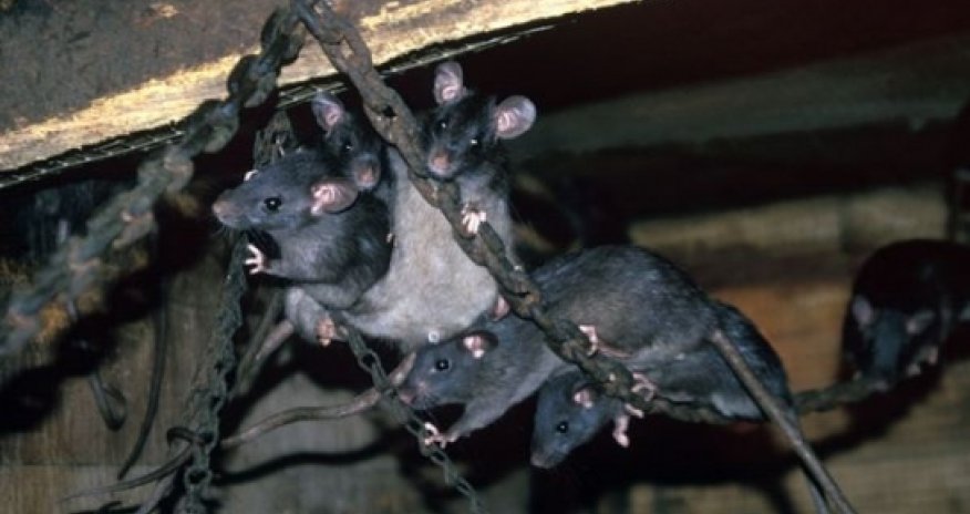 Giant rats ‘bigger than sheep’ could roam the earth in future