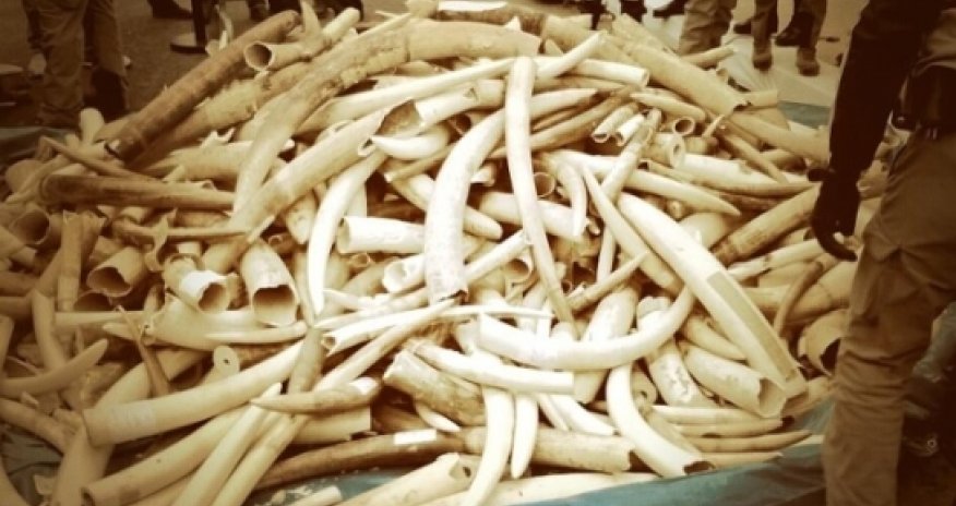 Does destroying ivory save elephants?