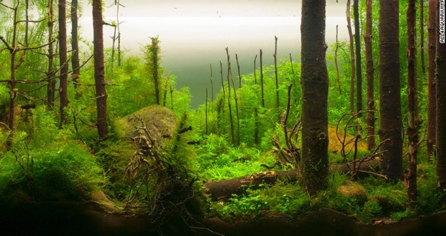 This is the eerie, beautiful world of aquascaping - PHOTO