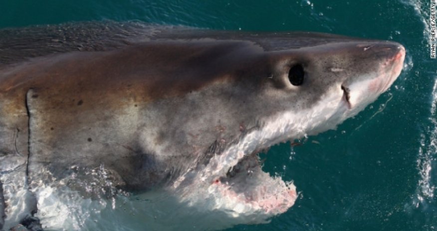 Shark's 'man-eater' image undergoes makeover