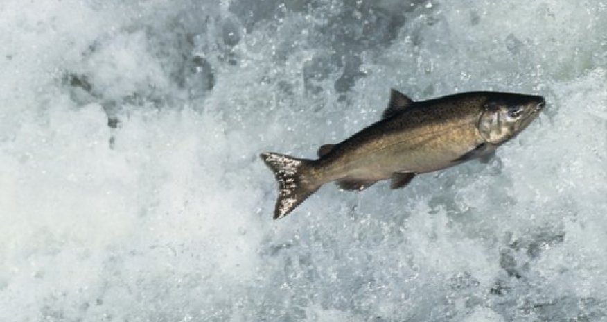 Pacific salmon migrate with a 'magnetic map'