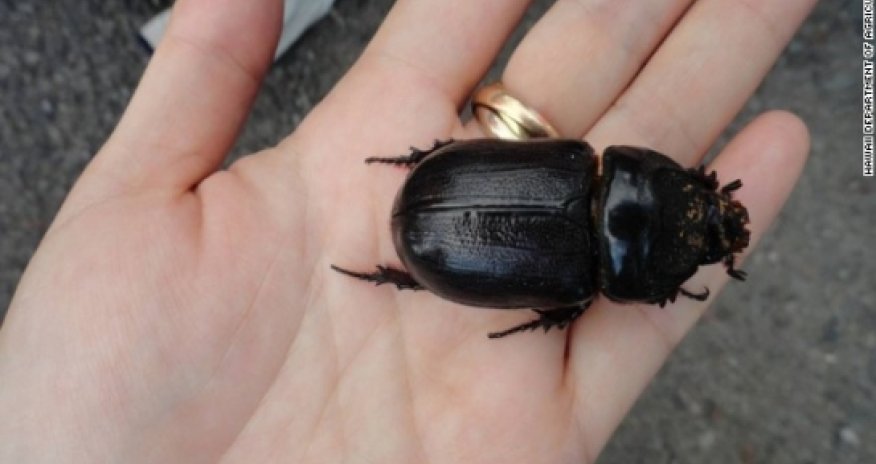 Hawaii mobilizes to fight bug invasion