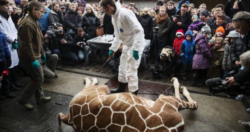 Zookeepers kill healthy baby giraffe with a bolt gun - PHOTO