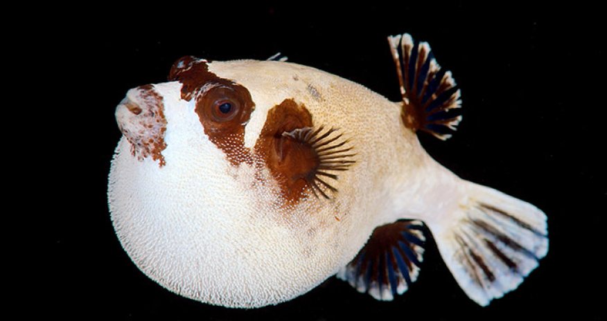 Underwater nightlife in the Red Sea - PHOTO