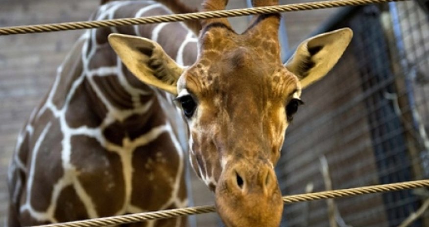 Second giraffe named Marius at risk of being put down in Denmark