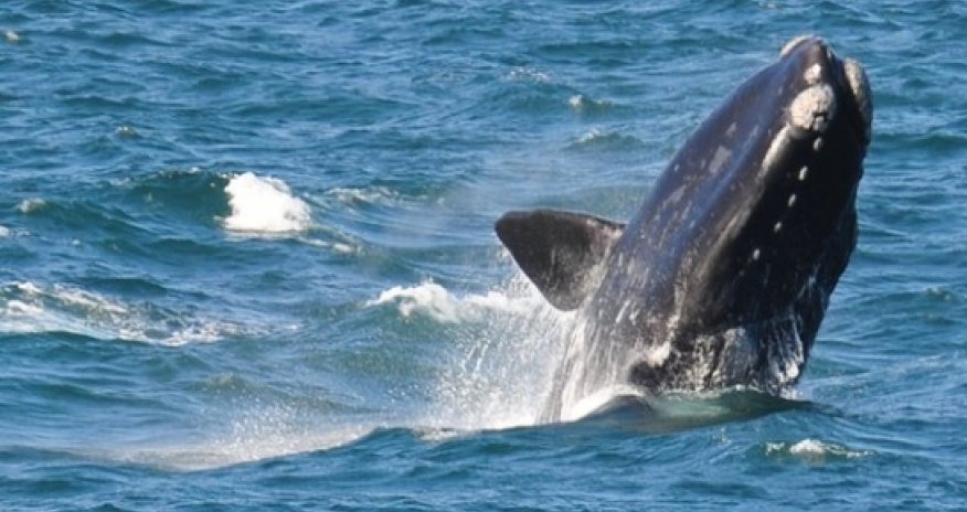 Scientists count whales from space