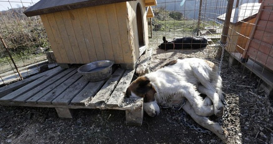 Dog lover Oleg Deripaska builds shelter for animals above Sochi - PHOTO
