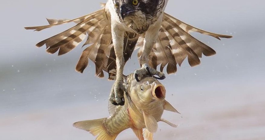 Osprey swoops to seize the prey - PHOTO