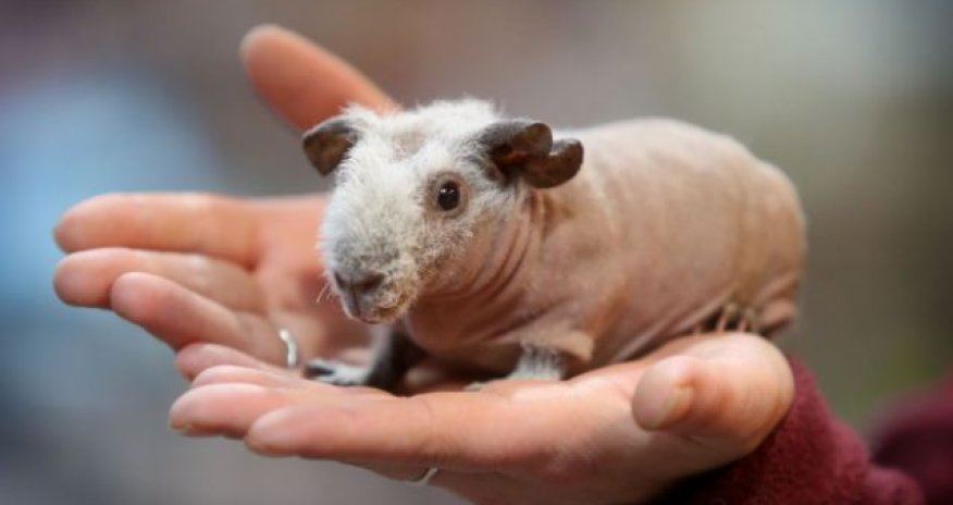 Introducing Britain’s newest pet craze…the skinny pig - PHOTO