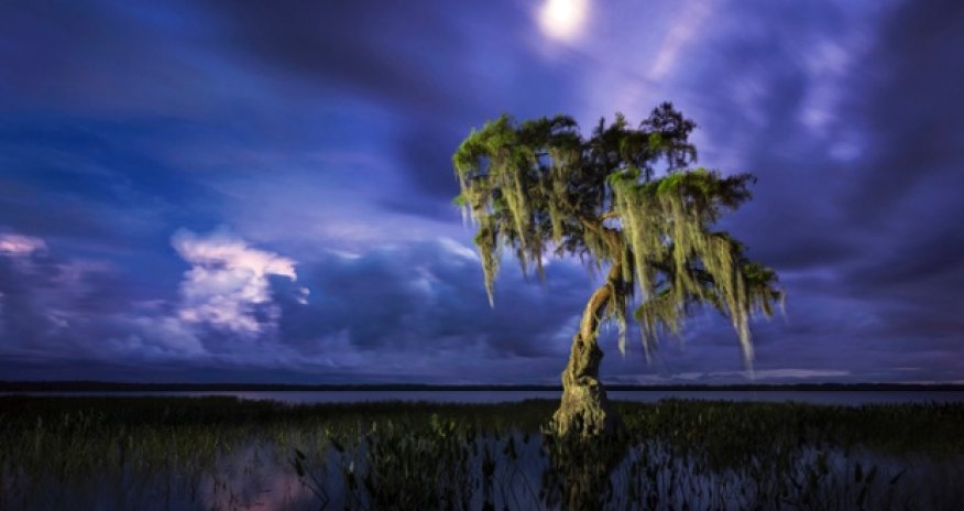 International Garden Photographer of the Year 2014 - PHOTO