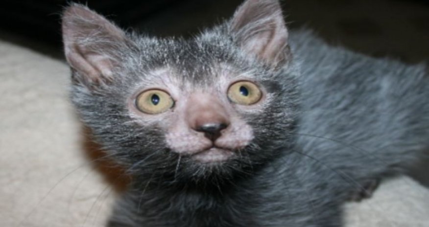 Breeders develop a CAT that looks like a WEREWOLF and acts like a DOG