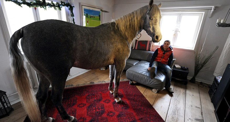 Nasar the horse sheltered from storms in owner's house - PHOTO