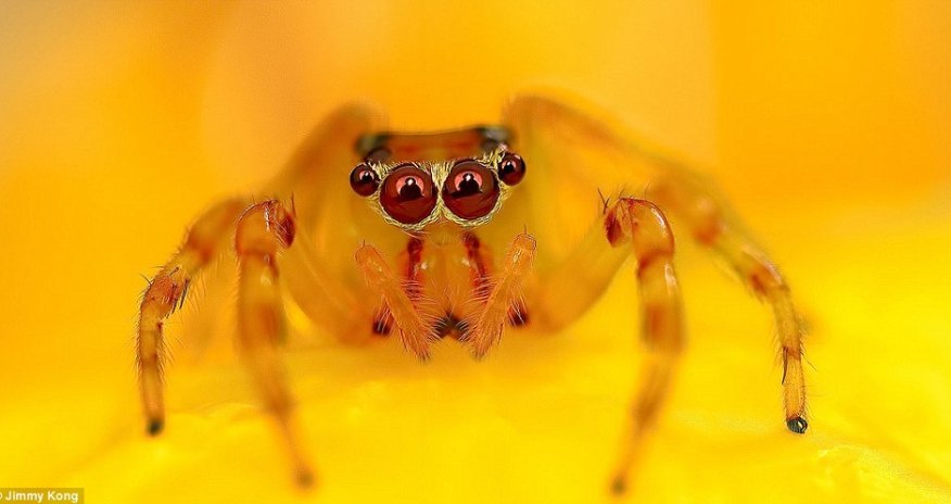 Creepy crawlies up close are quite something - PHOTO