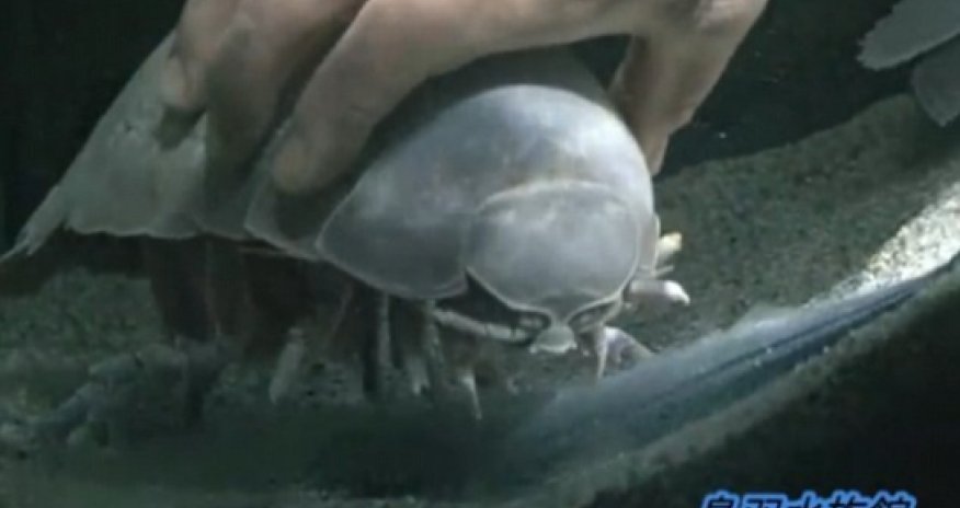 World's longest hunger striker dies after not eating for FIVE YEARS