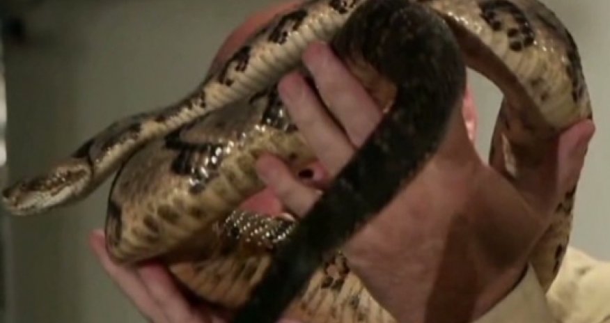 A faithful death: Why a snake handler refused treatment