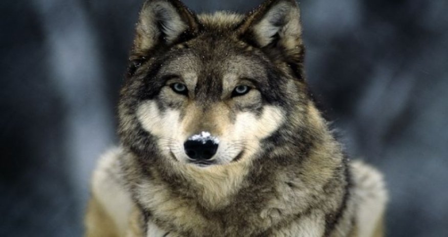 US luger ‘spots wolf wandering down her hall’ - VIDEO