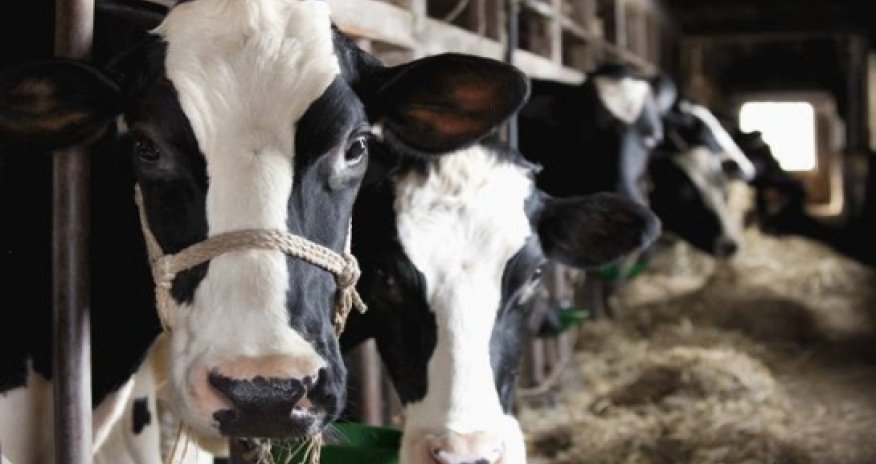 Cows make more milk when listening to slow jams