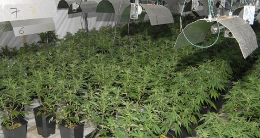 How cannabis puts teenage brain at risk