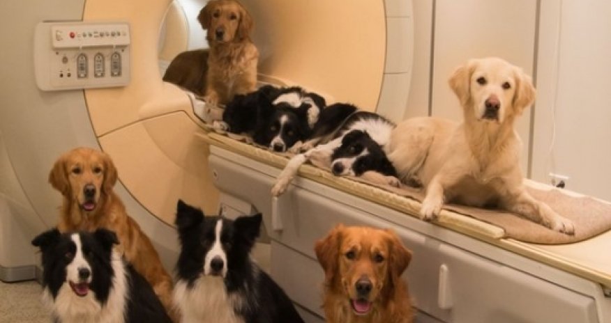 Dogs brain scans reveal vocal responses
