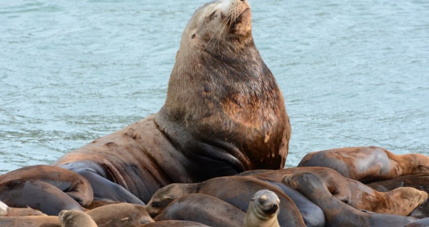 A gigantic Steller sea lion visits a group of smaller relatives - PHOTO