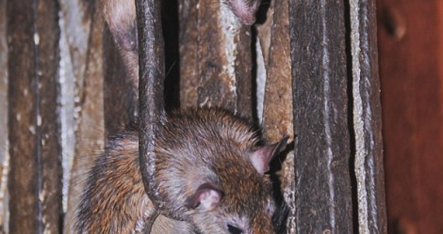 Inside India's rat temple where 20,000 of them are worshipped - PHOTO