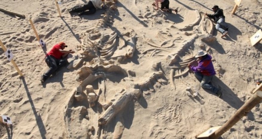 Chile's stunning fossil whale graveyard explained - PHOTO