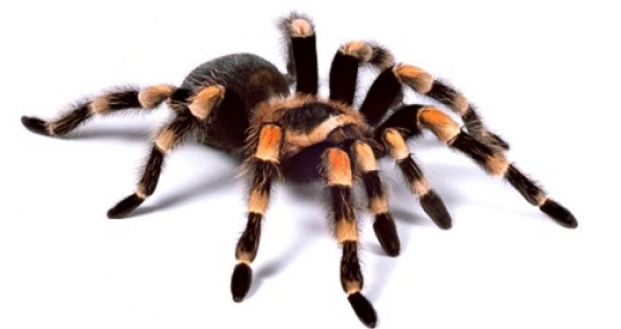 Research proves people's fear of spiders leads to exaggeration