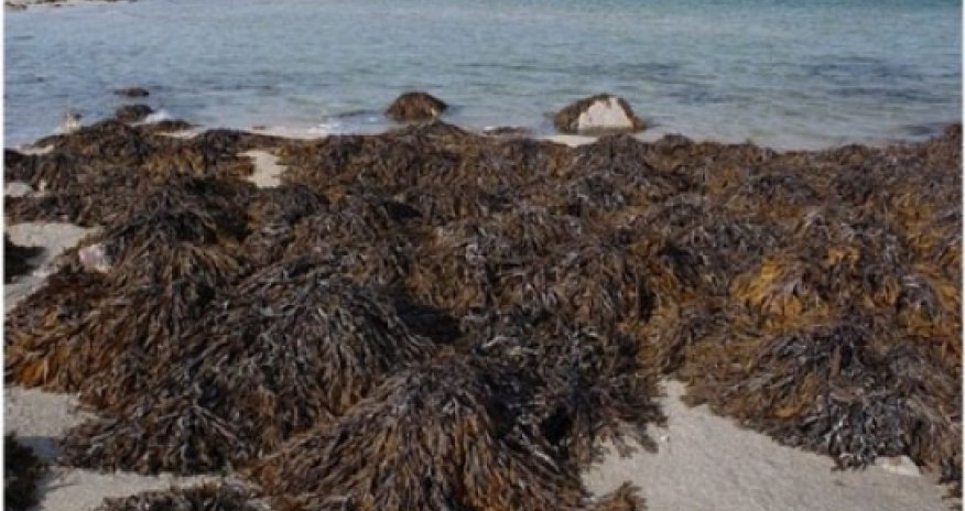 Seaweed 'may be key to weight loss'