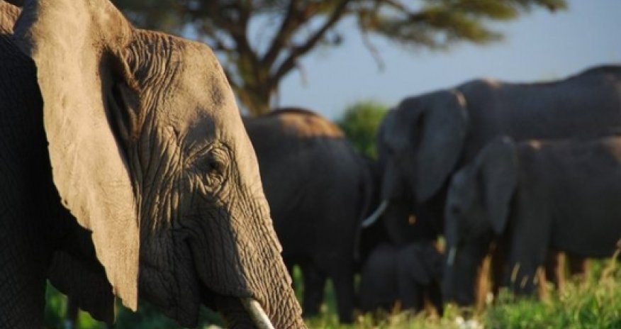 Elephants recognise human voices