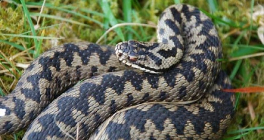 8 pronunciation errors that made the English language what it is today