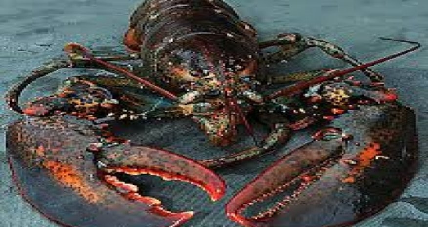 Do lobsters and other invertebrates feel pain?