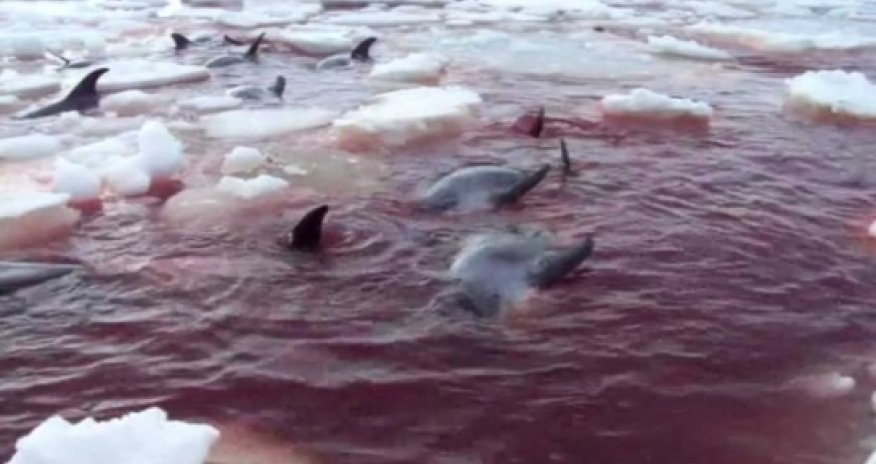 White-beaked dolphins trapped in ice off the Canadian coast - VIDEO