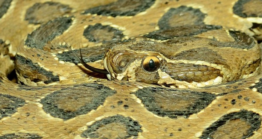Shivering squirrel picture - PHOTO