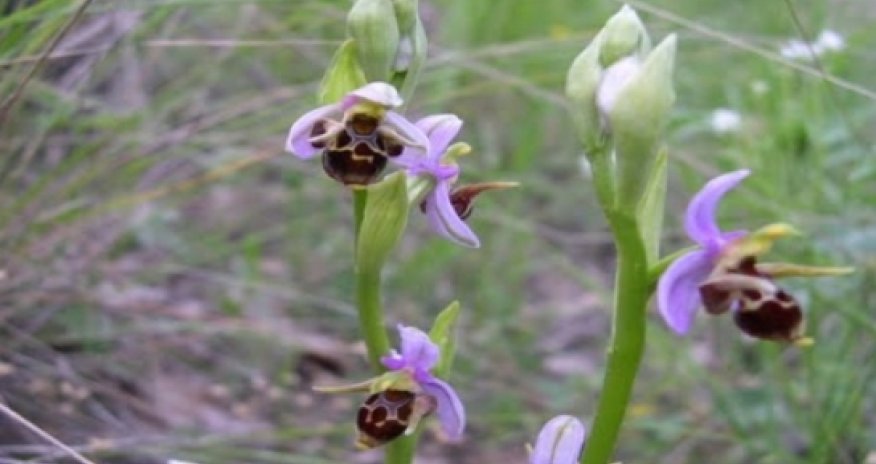 Karabakh’s Khari Bulbul presented in U.S.