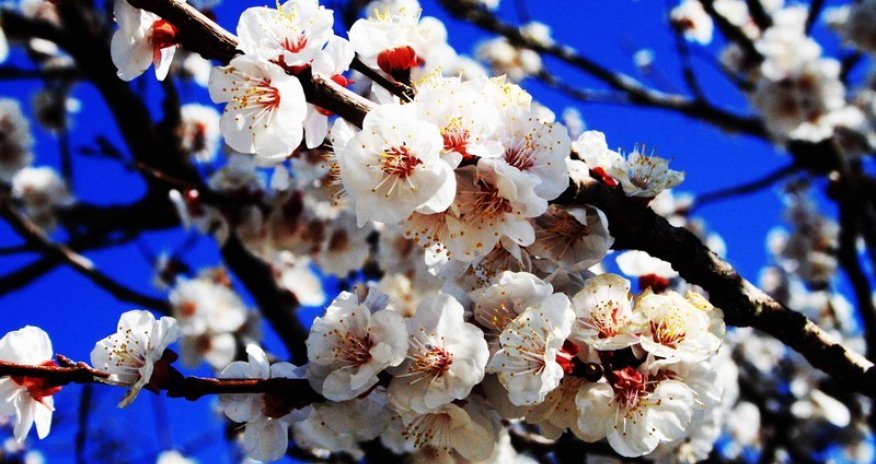 Azerbaijan spring - PHOTO