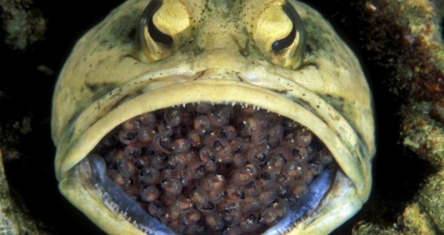 Biting off more than he can chew - PHOTO