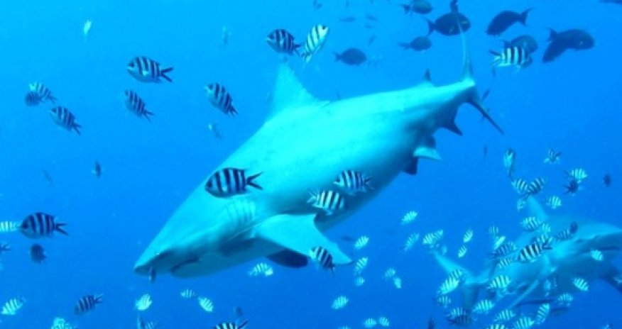 Can science stop sharks attacking humans?