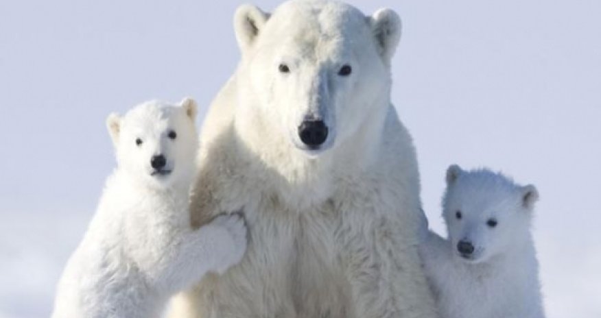 Top 10 amazing animal mothers - VIDEO